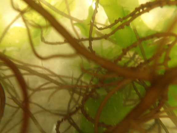 underwater series-Big Egg Marsh