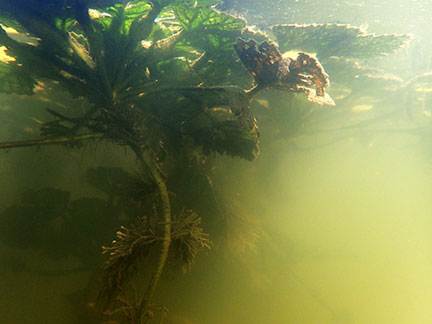 underwater series-Constitution Marsh