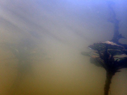 underwater series-Constitution Marsh